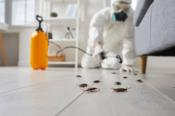 Post-Treatment Bed Bug Interceptor Monitoring in Kendall Park